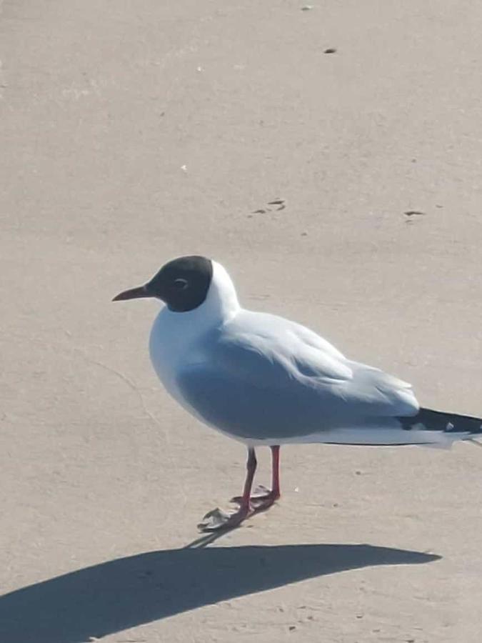 Ostseewind - In Der Strandstrasse-Fuehrt Zur Seebruecke Kuehlungsborn Exterior foto